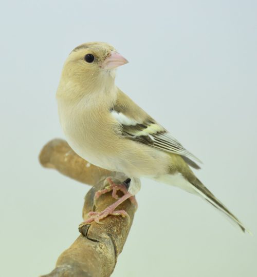 Vink pastel